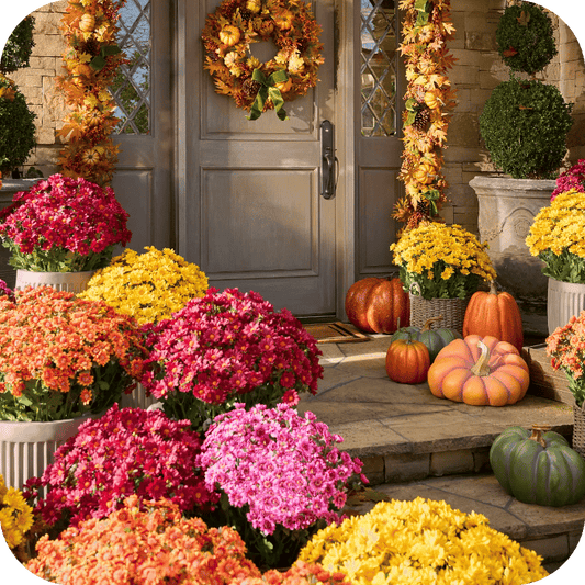 🏆Flash Sale⚡ 50K+ SOLD! 🌼Artificial Outdoor Sunset Mums Flowers