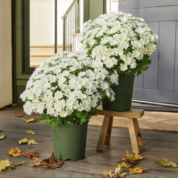 🏆Flash Sale⚡ 50K+ SOLD! 🌼Artificial Outdoor Sunset Mums Flowers
